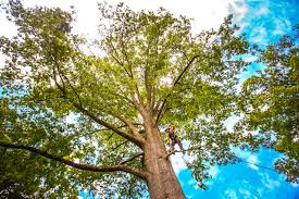 Professional Tree Care in Pennsburg, PA