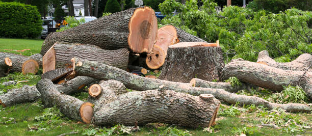 How Our Tree Care Process Works  in  Pennsburg, PA